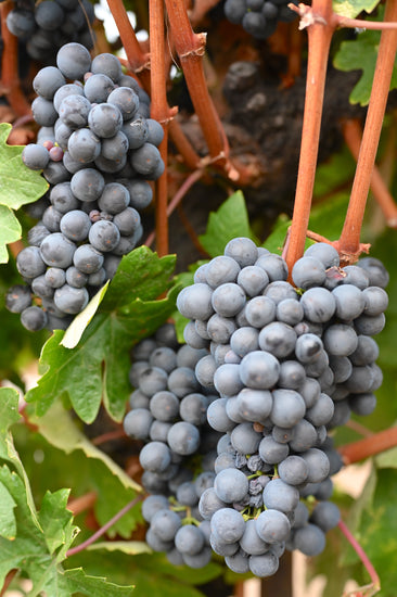 Zinfandel grapes for the 2023 harvest, growing in our Russian River Valley vineyard.