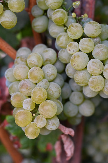 I single cluster of Sauvignon Blanc grapes ripening on the vines of our Russian River Valley vineyard.