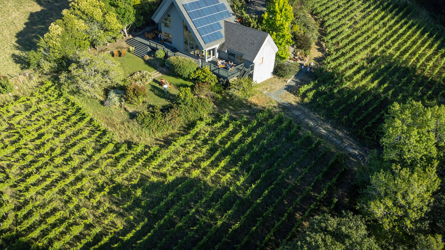 Enjoying A Vineyard In Sonoma
