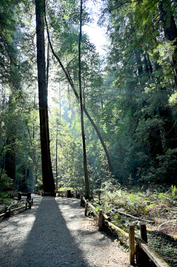 Armstrong Redwoods State Natural Reserve is just 35 minutes from the Halleck Vineyard winery tasting room.