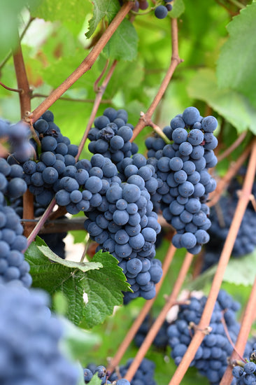 Pinot Noir grapes for our 2023 vintage, grown on the Sonoma Coast and used in the production of our Hillside Sonoma Coast Pinot Noir.