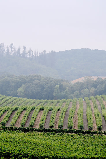 Sonoma Coast vineyard where Hillside Pinot Noir grapes are grown, chilled by the marine layer as dawn.