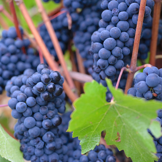 These are the Pinot Noir, grapes grown on the Sonoma Coast, which we use to make our Hillside Sonoma Coast Pinot Noir.