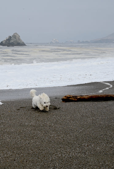 Let your dog run free at Sonoma Coast Beach, 30 minutes from our dog friendly Estate Vineyard wine tasting room.