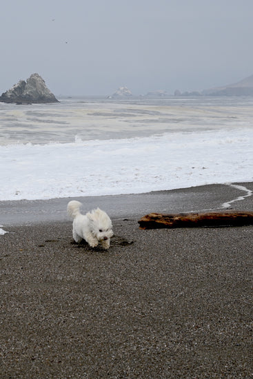 Sonoma Coast beach, 40-minutes from our Vineyard Winery tasting room, is a great place to let your dog run free.