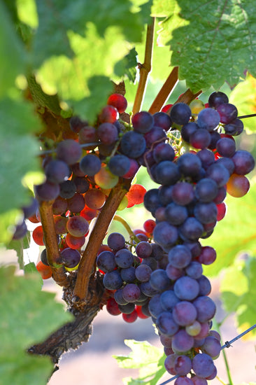 Ripening Sonoma Coast Clone 828 Pinot Noir Grapes at Black Knight Vineyards.
