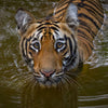 Tigers of India -  Private India Tour 2026