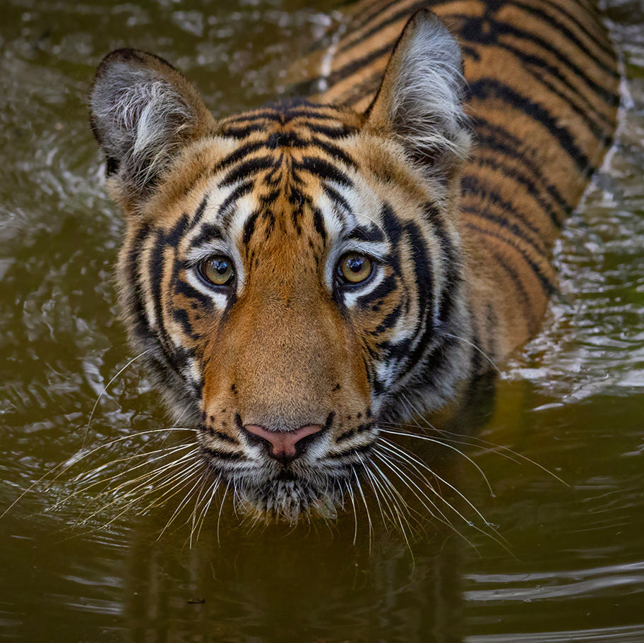 Tigers of India -  Private India Tour 2026