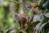GALAPAGOS AND AMAZON ADVENTURE