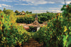 RIVER CRUISE FOR WINE LOVERS - COLORS OF PROVENCE