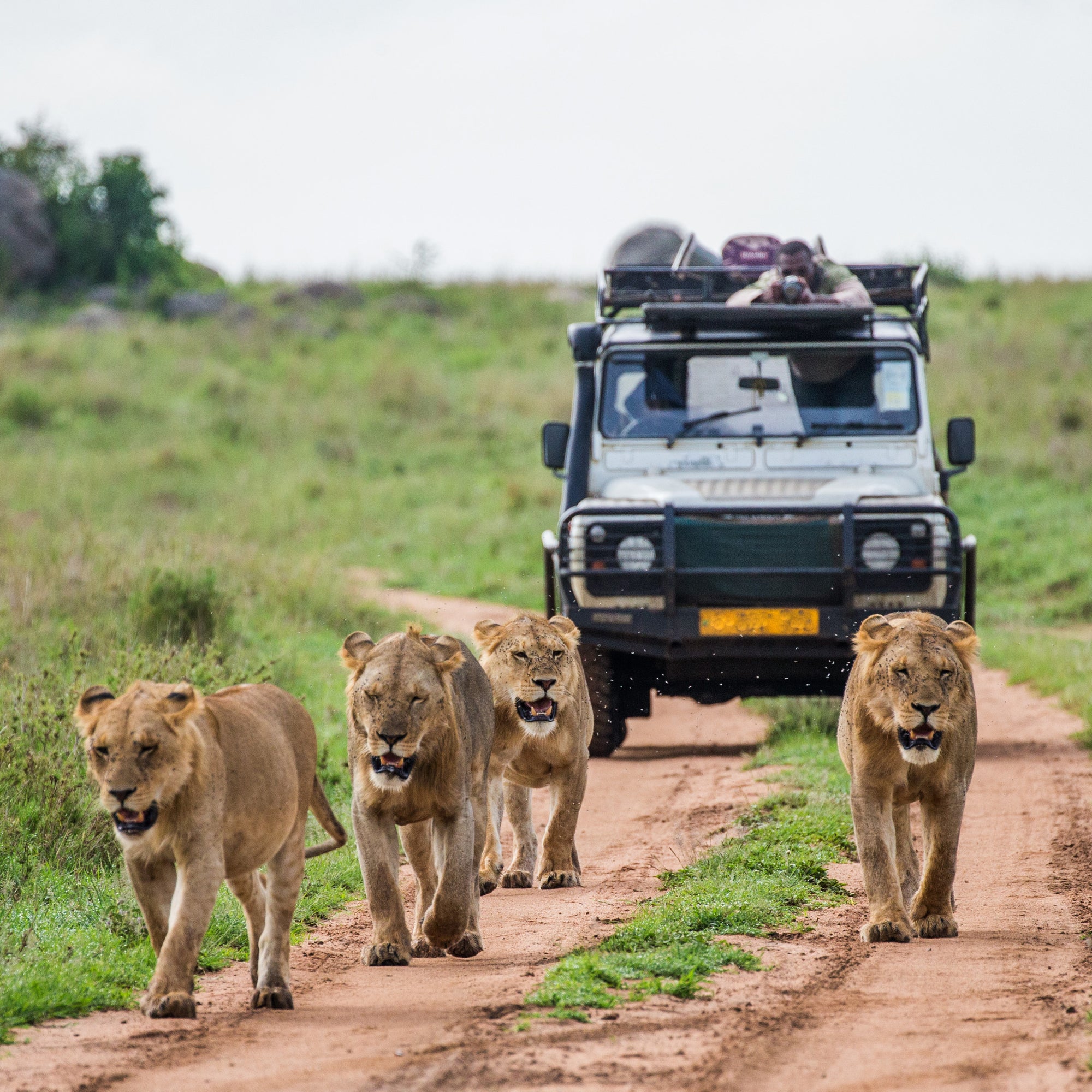 African Safari: Wine & Wildlife Expedition